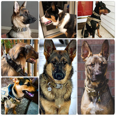 Heavy-Duty Nylon Dog Collar with Handle